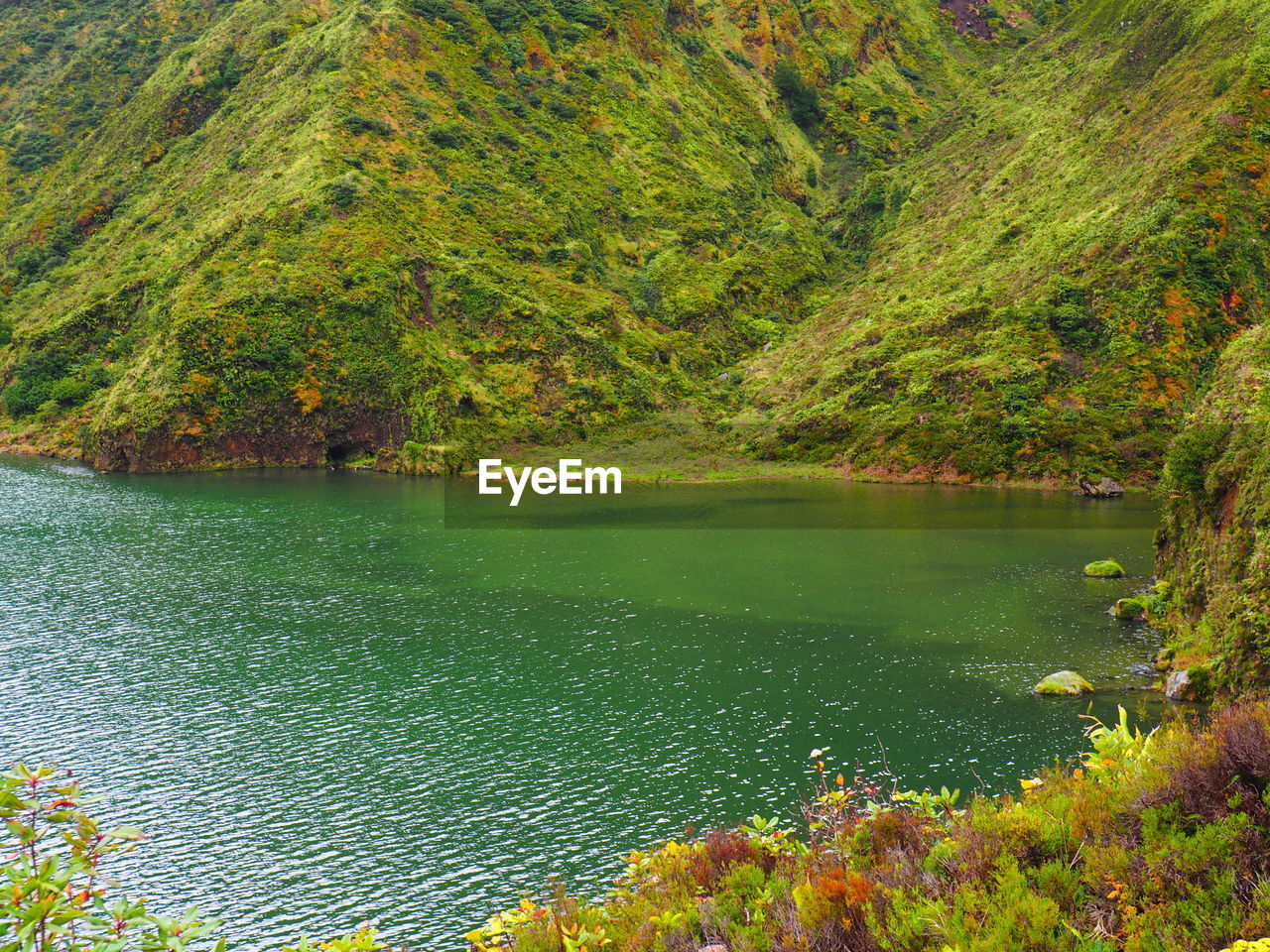 Scenic view of lake in forest