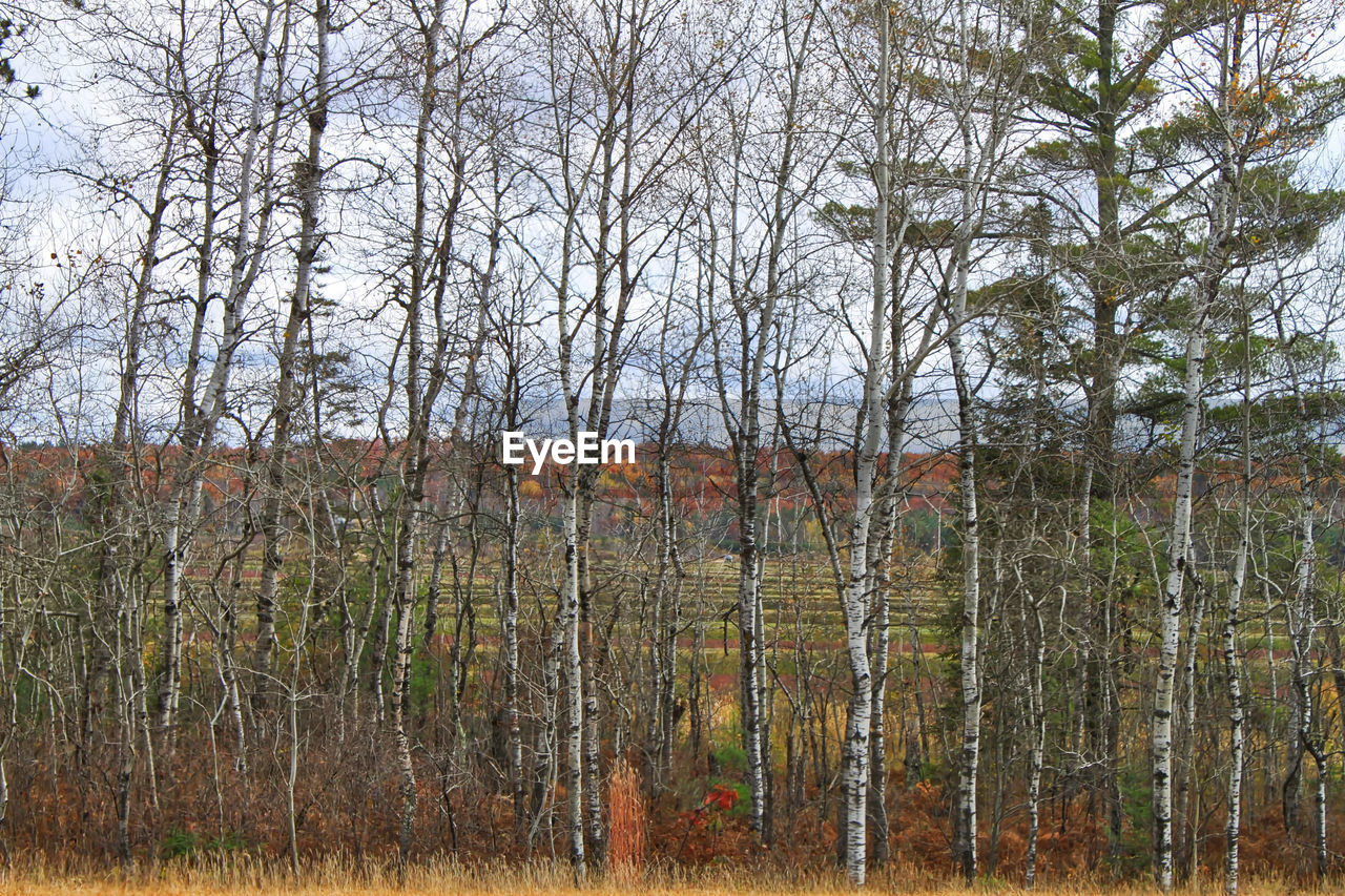 SCENIC VIEW OF FOREST