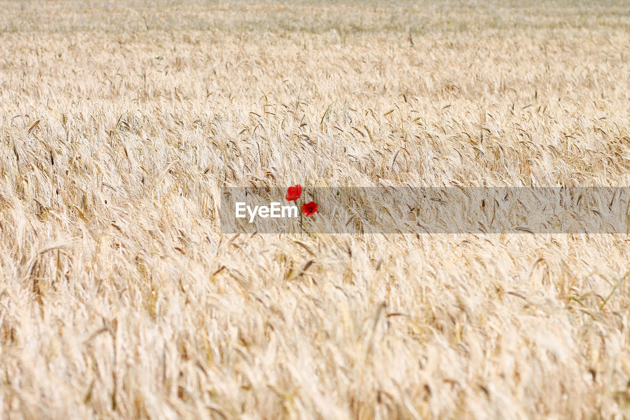 Wheat growing in field