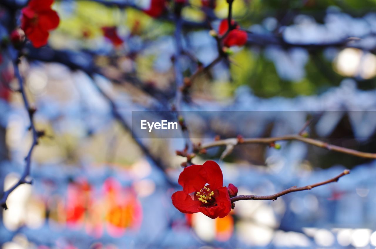 CLOSE-UP OF RED FLOWERS ON TREE