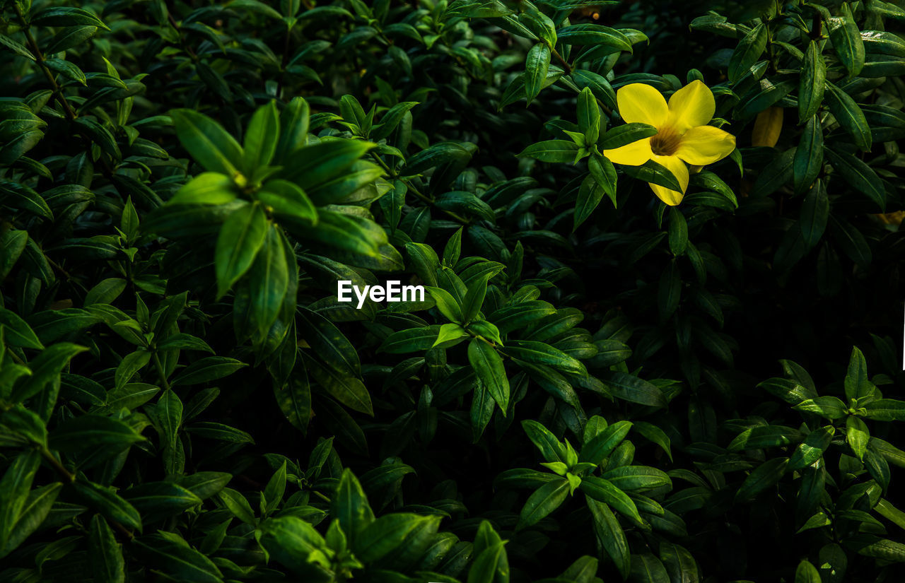 close-up of yellow flowering plant