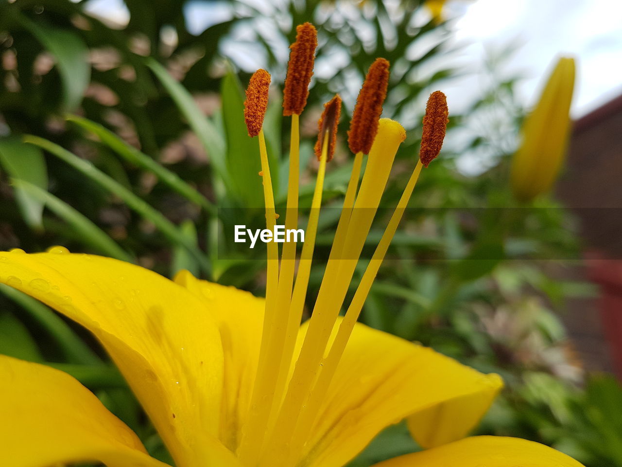 CLOSE-UP OF FRESH YELLOW FLOWER BLOOMING IN PLANT
