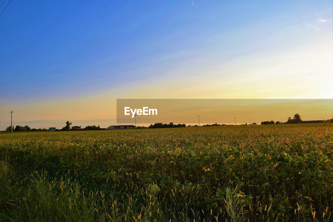 Scenic view of field against sky during sunset