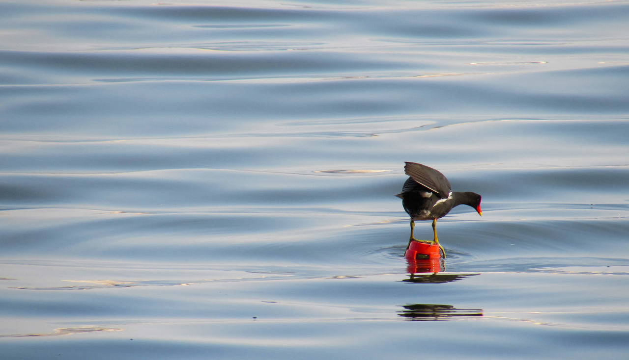 BIRDS ON WATER