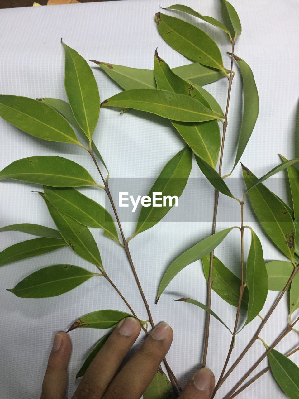 CLOSE-UP OF HAND HOLDING LEAF