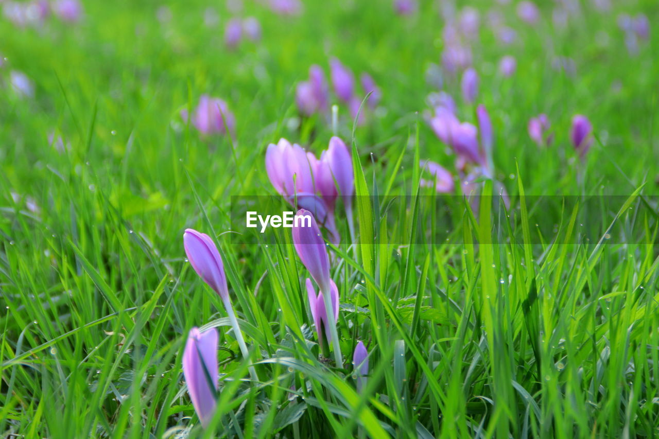 CLOSE-UP OF PURPLE CROCUS FLOWERS GROWING IN FIELD