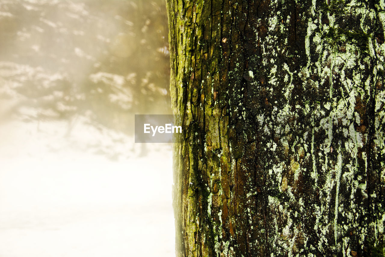 Close-up of tree trunk during winter