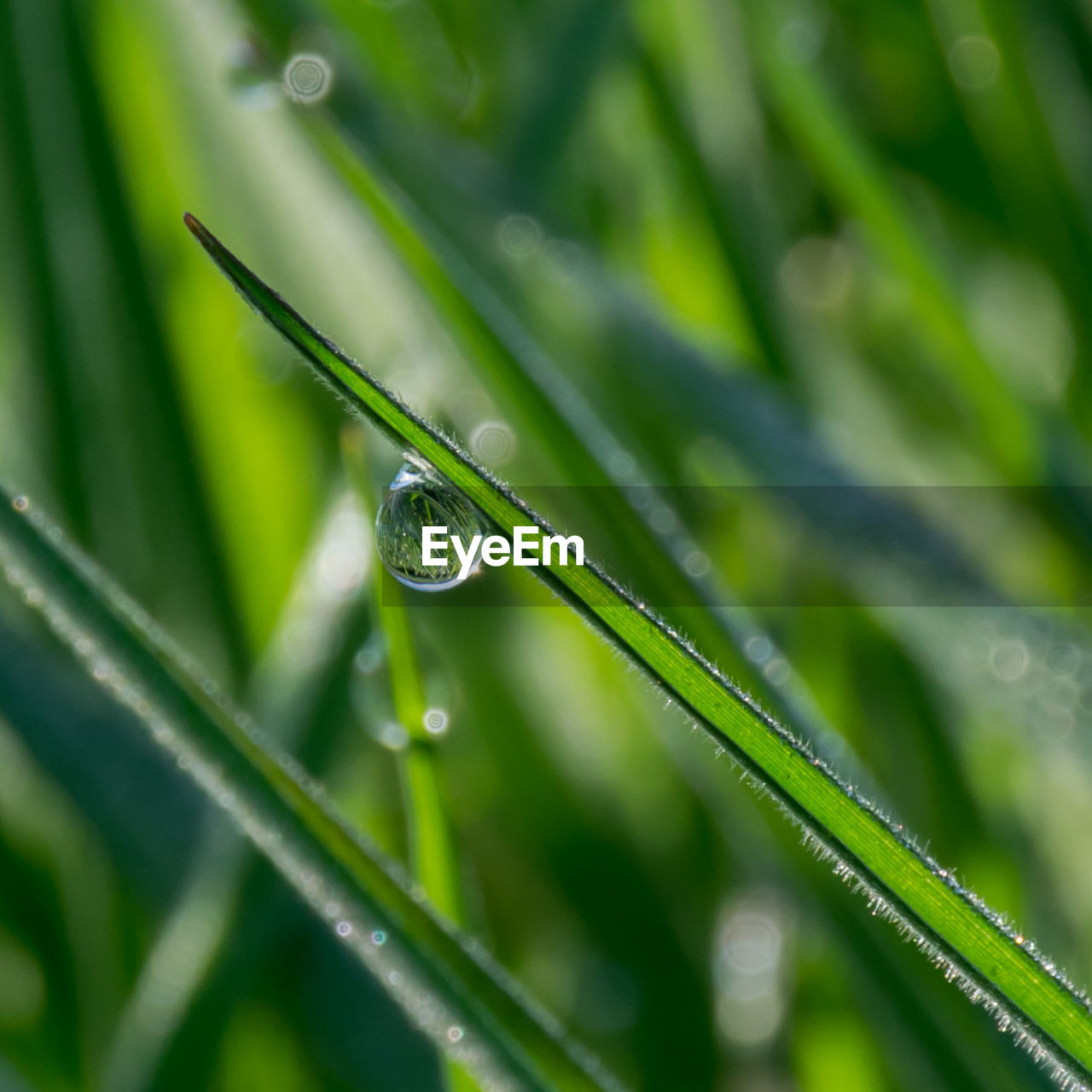 CLOSE-UP OF RAINDROPS ON LEAF