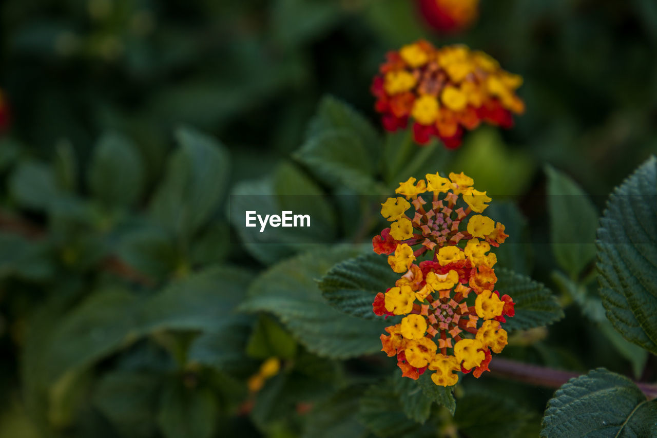 Close-up of yellow flowering plant