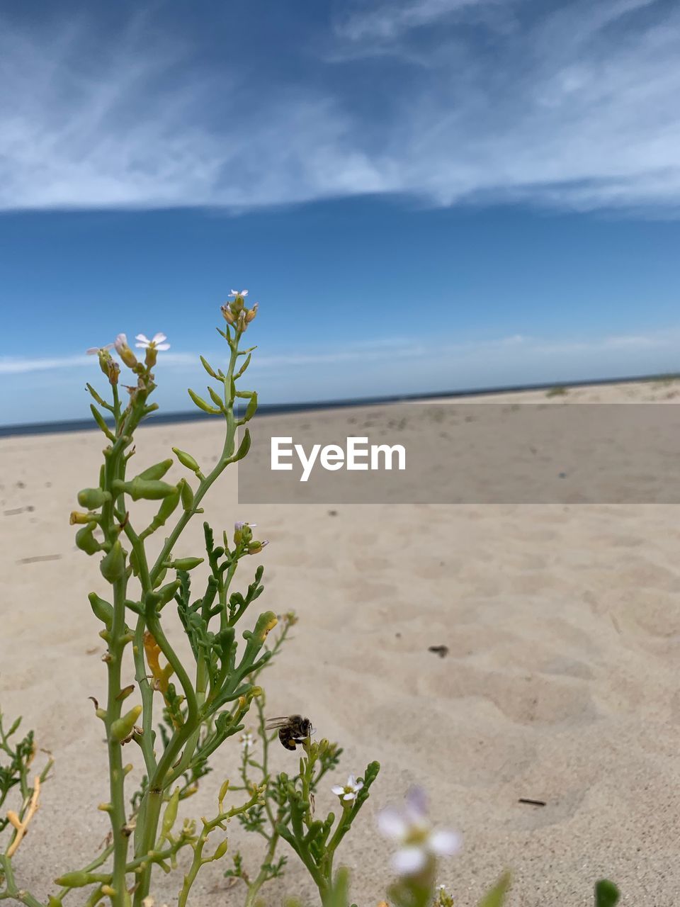 PLANT ON SAND AGAINST SKY