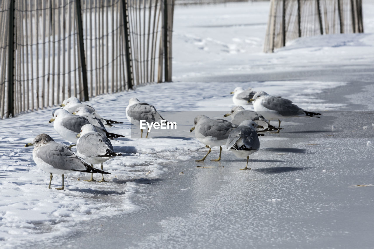 Seagulls on frozen lake during winter