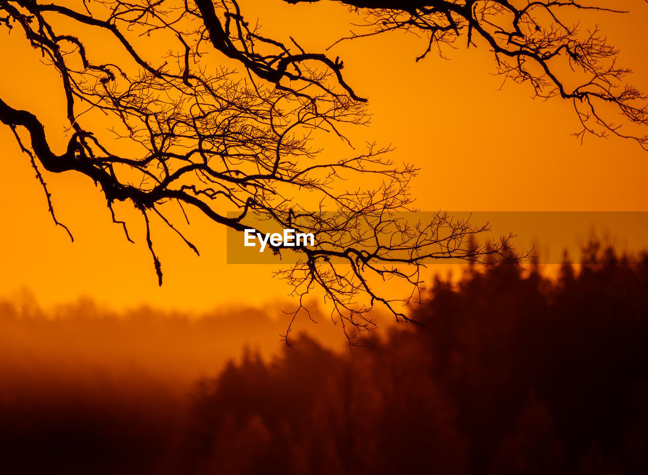 A beautiful diffused light during the spring sunrise. trees in spring with warm sun light.