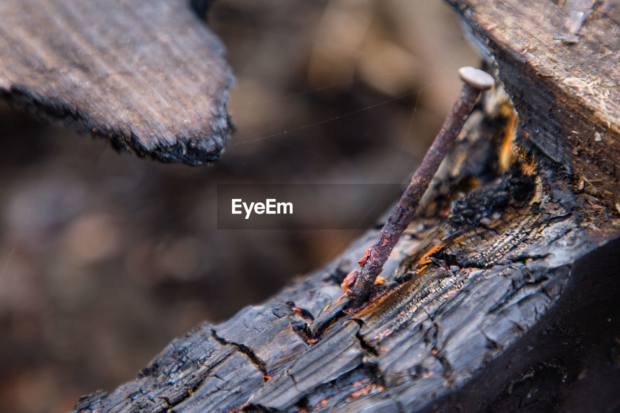 CLOSE-UP OF LOG ON TREE TRUNK