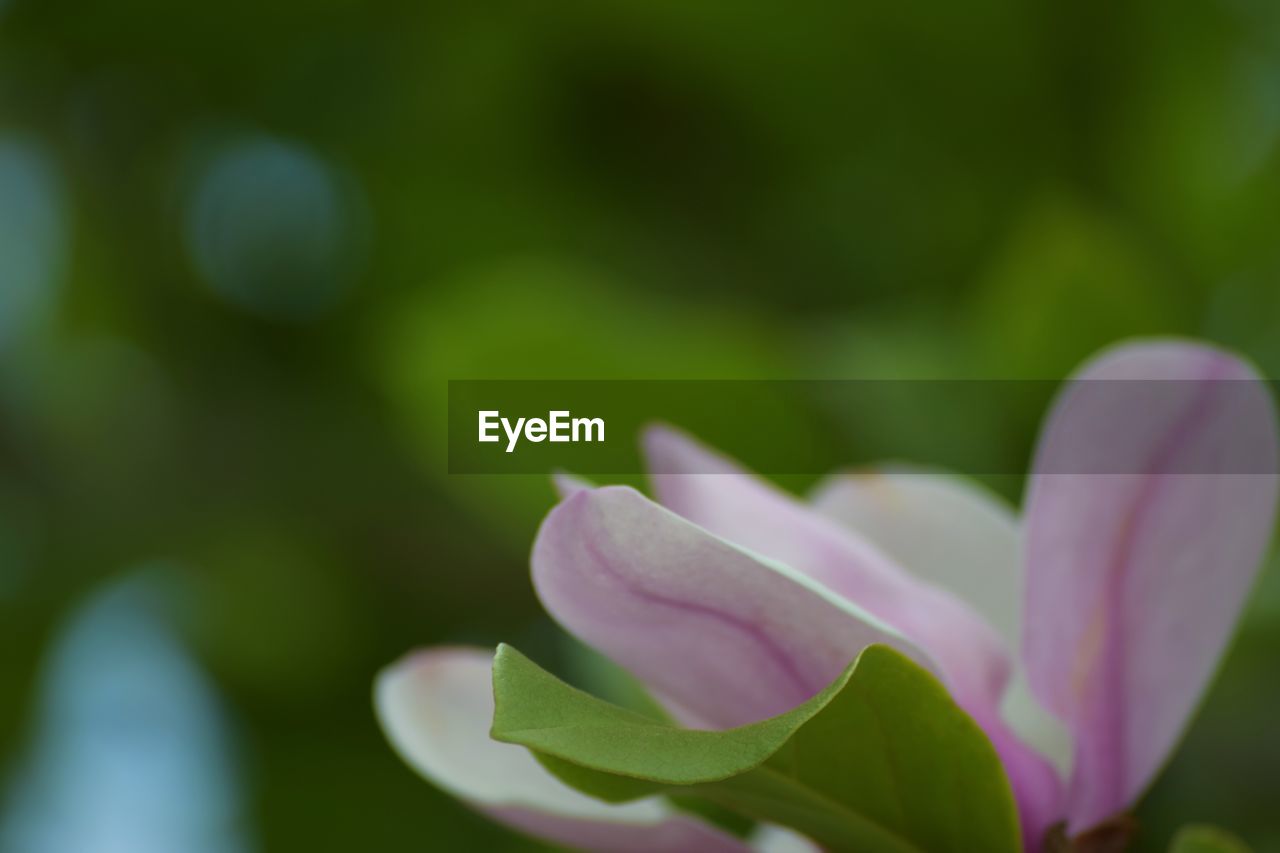 CLOSE-UP OF FLOWER