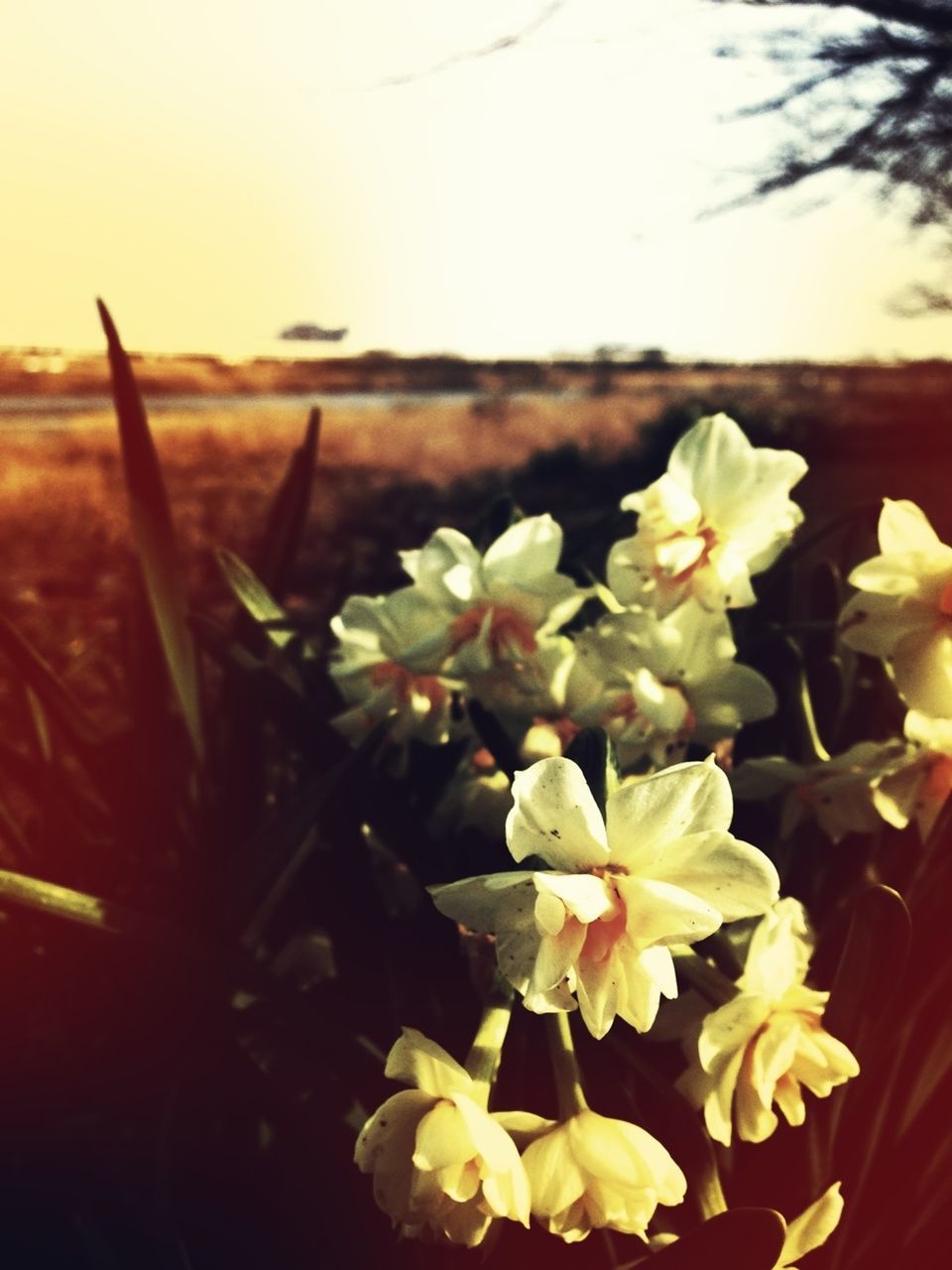 Flowers in sunlight