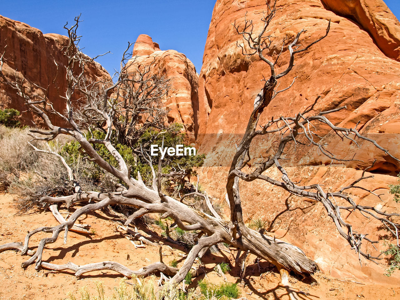 DEAD TREE ON ROCK FORMATION