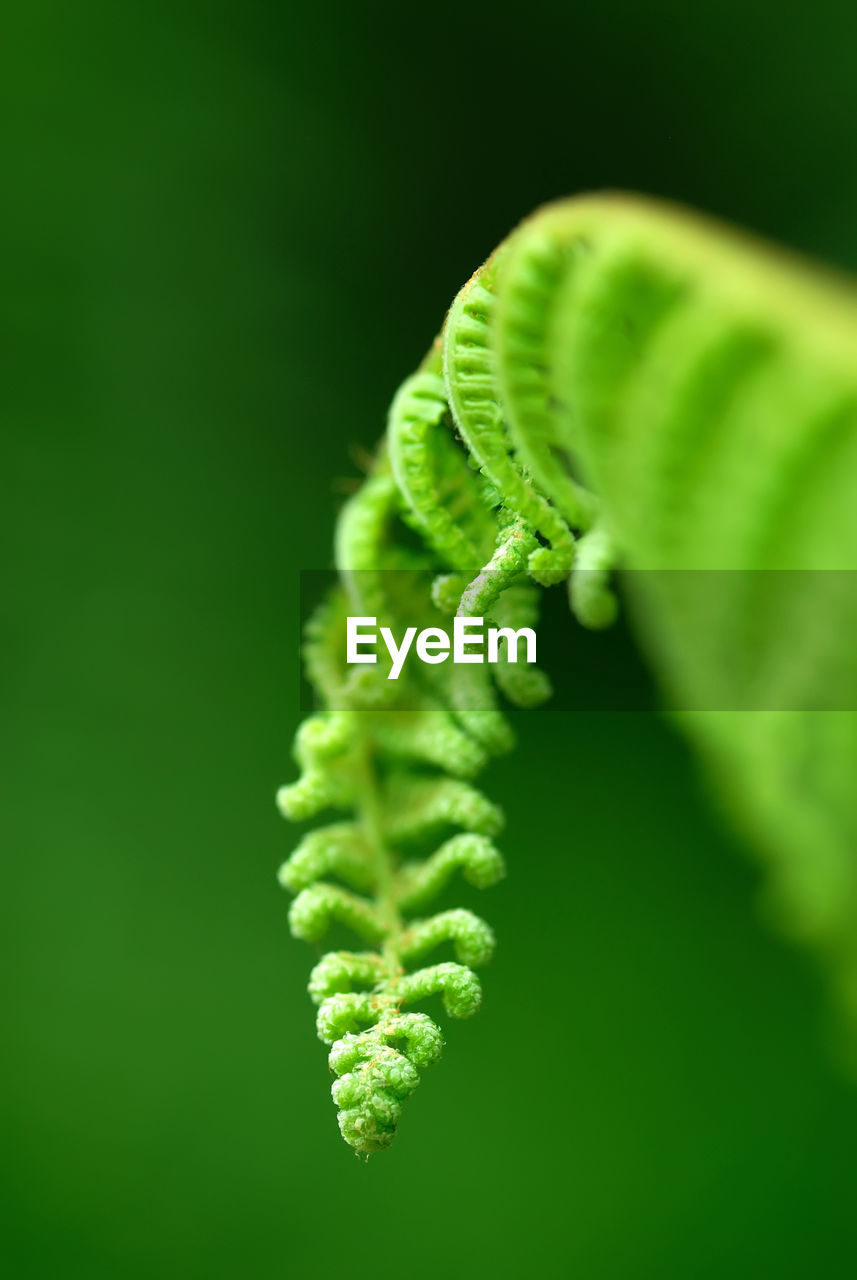 Exotic green tropical ferns with shallow depth of field