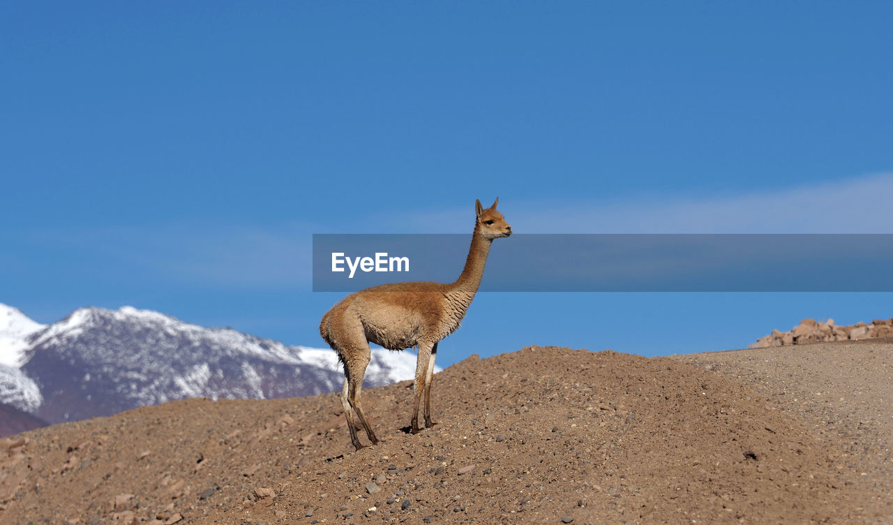 Vicuña standing by gravel road against sky