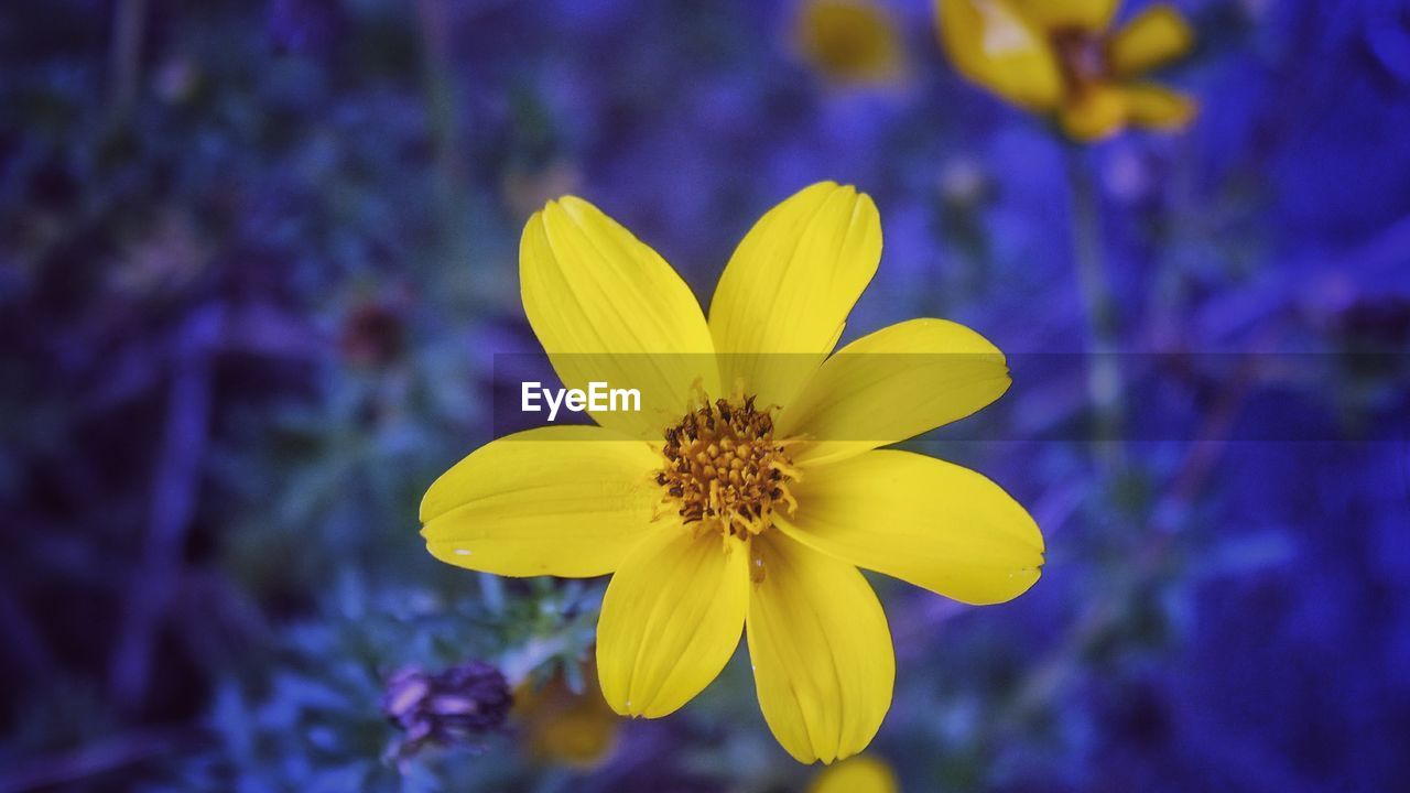 flowering plant, flower, plant, freshness, beauty in nature, yellow, flower head, fragility, close-up, growth, petal, macro photography, inflorescence, nature, wildflower, purple, focus on foreground, no people, blossom, pollen, botany, springtime, outdoors, blue, vibrant color