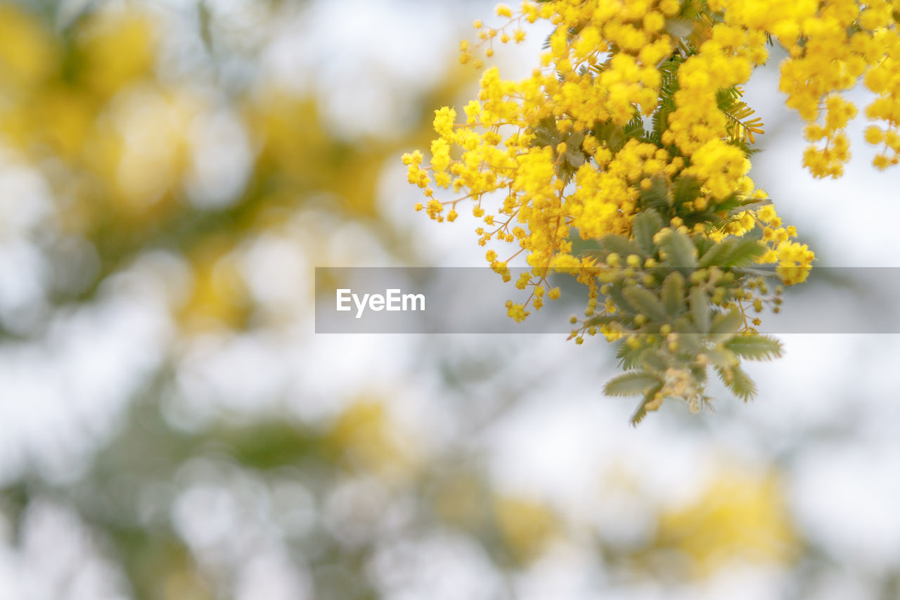 Close-up of yellow flowers