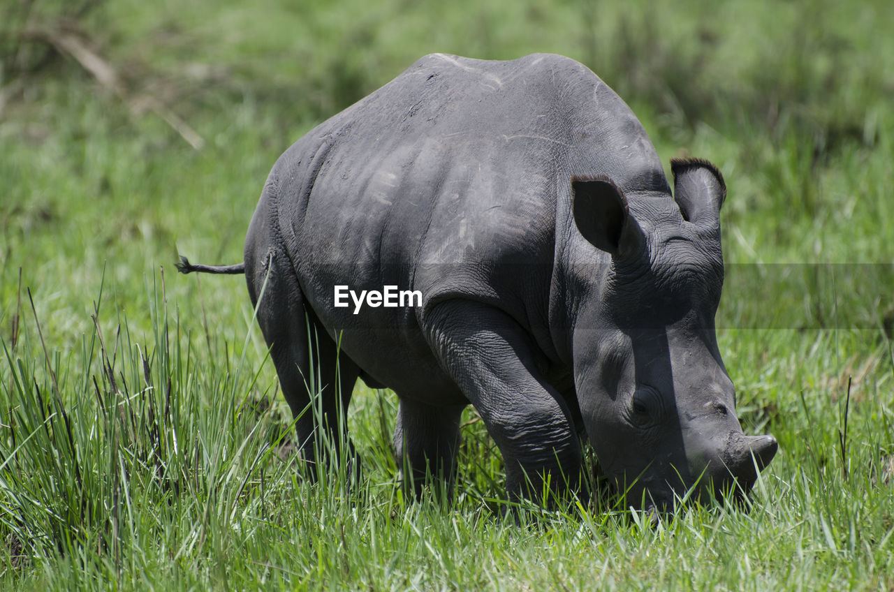 CLOSE-UP OF ELEPHANT ON FIELD