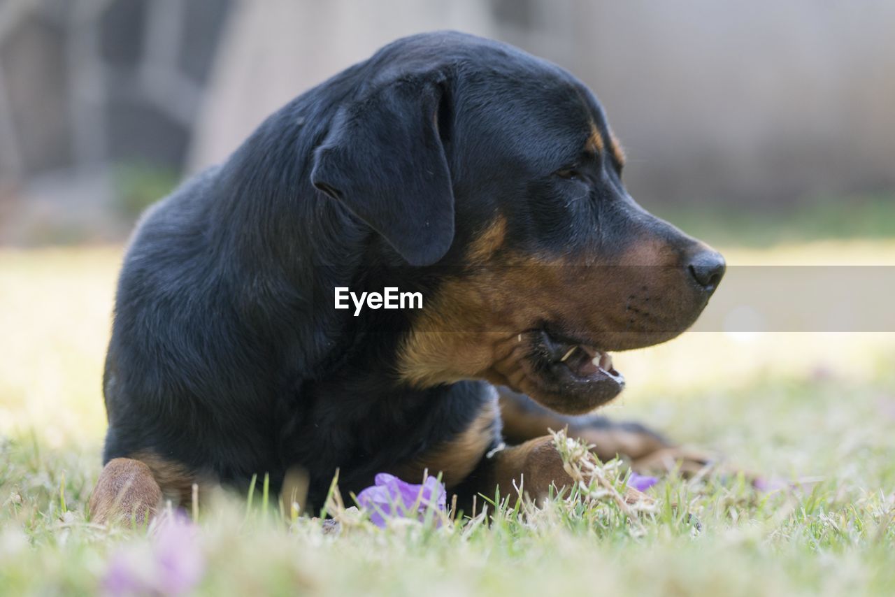 CLOSE-UP OF A DOG LOOKING AWAY ON FIELD