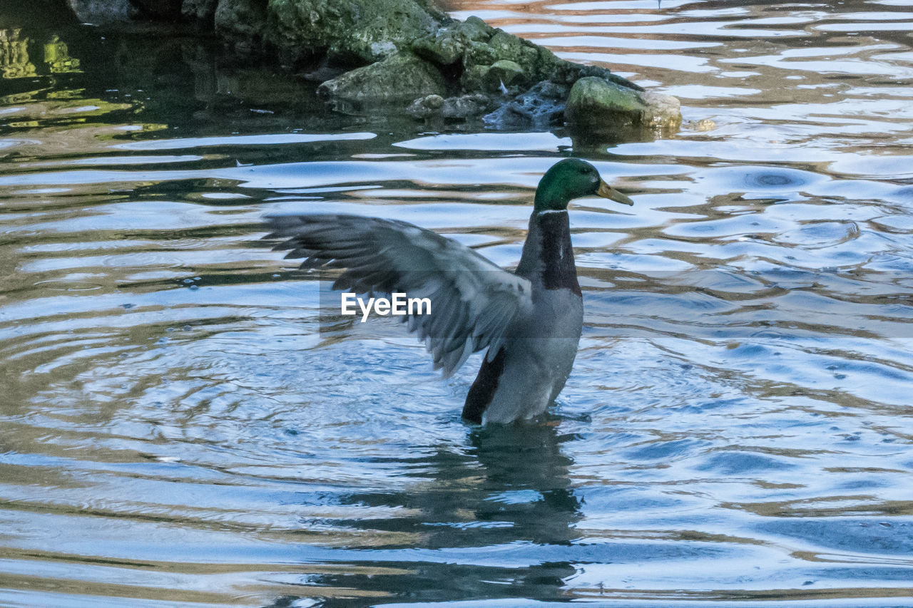 DUCKS SWIMMING IN LAKE