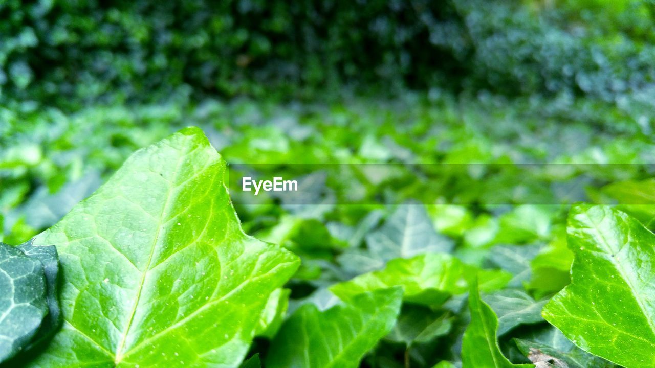 CLOSE-UP OF FRESH GREEN LEAVES