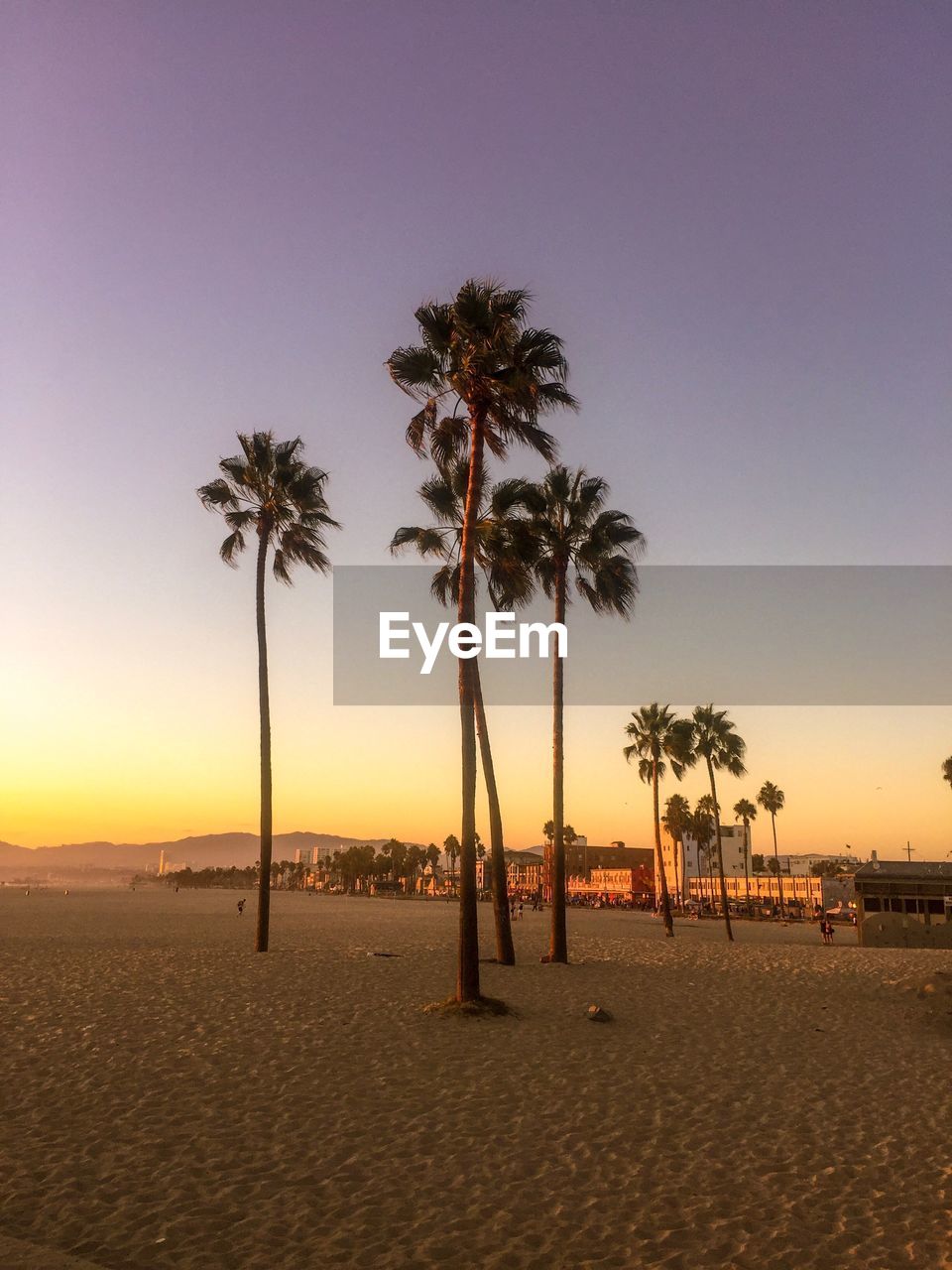 Palm trees on beach against sky during sunset