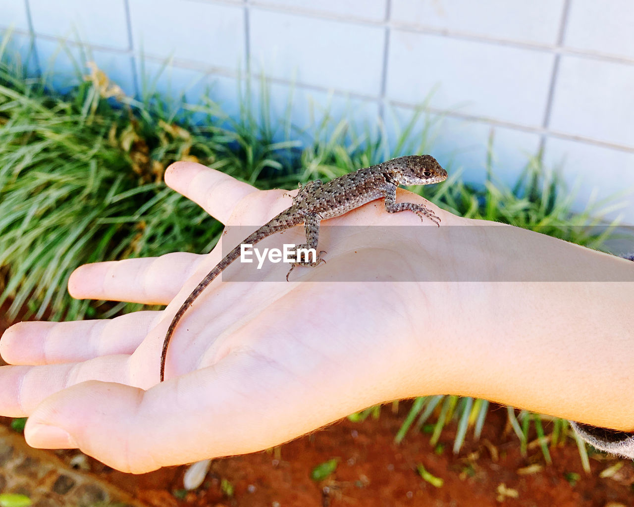 animal themes, animal, animal wildlife, hand, one animal, wildlife, reptile, lizard, nature, one person, close-up, day, focus on foreground, outdoors, macro photography, holding, plant, flower, finger, green