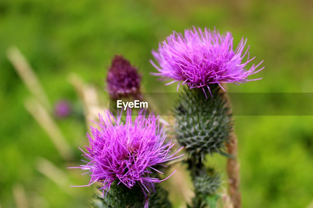 CLOSE-UP OF THISTLE FLOWER ON FIELD