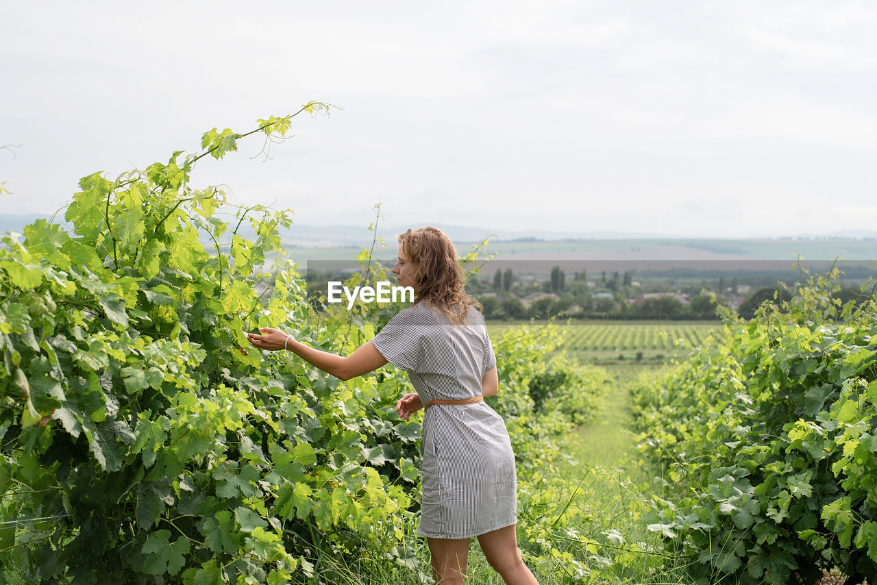 Woman in summer dress walking through the vineyard smelling the grapes