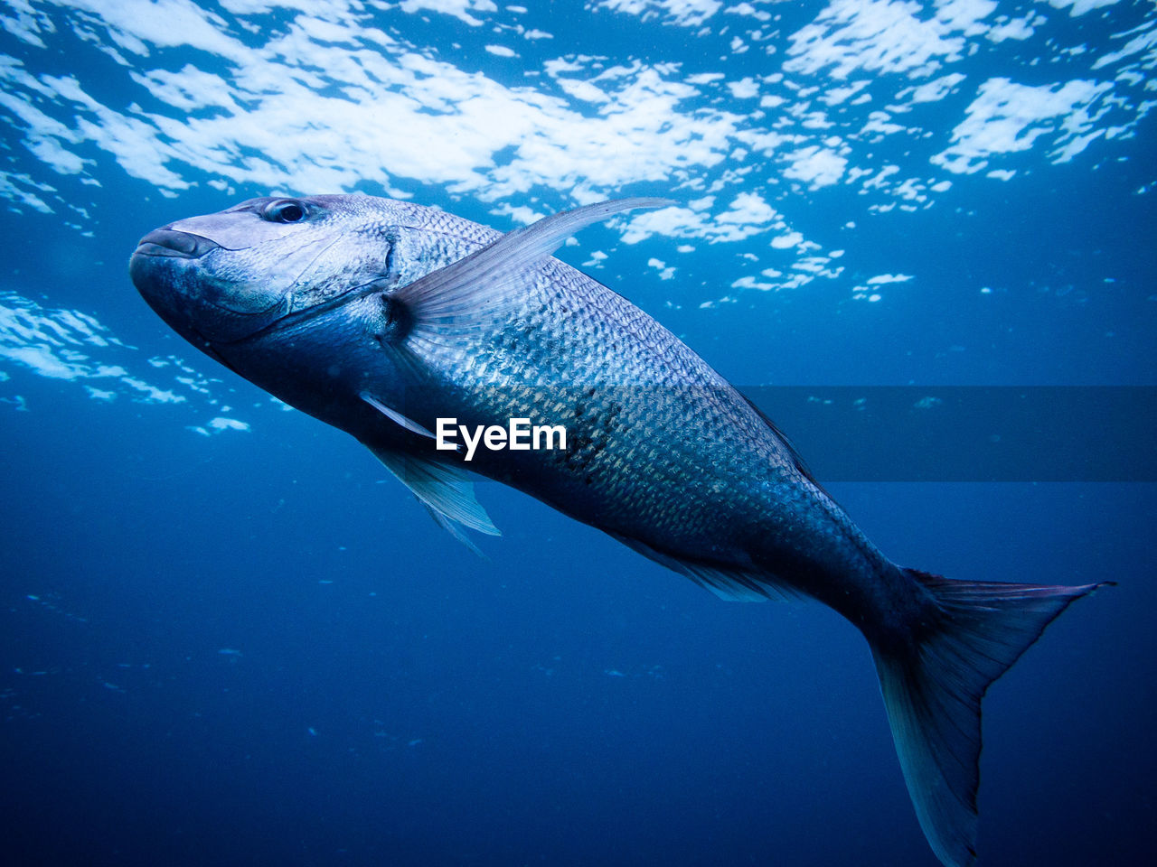 Fish swimming in sea