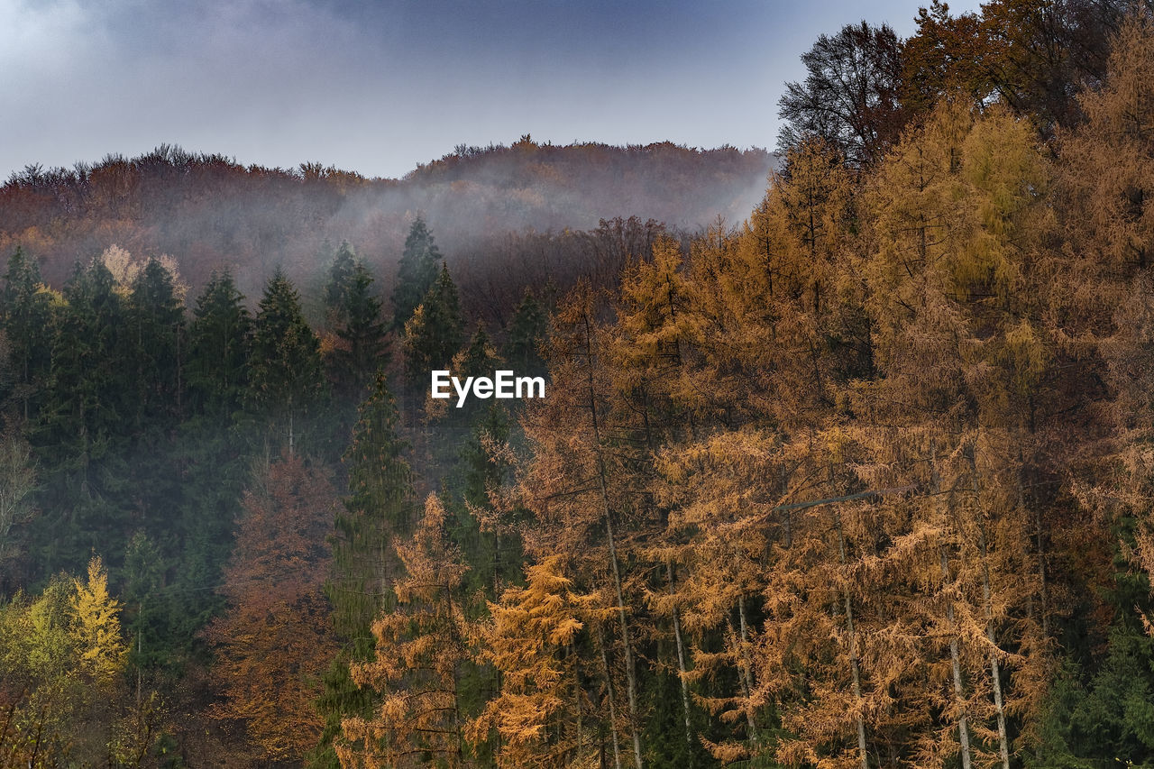 Scenic view of forest against sky during autumn