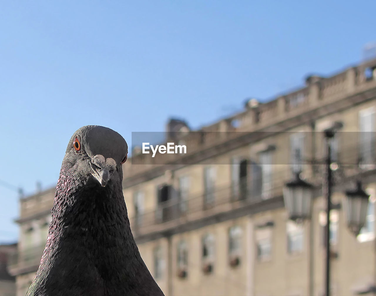 Close-up portrait of pigeon against building