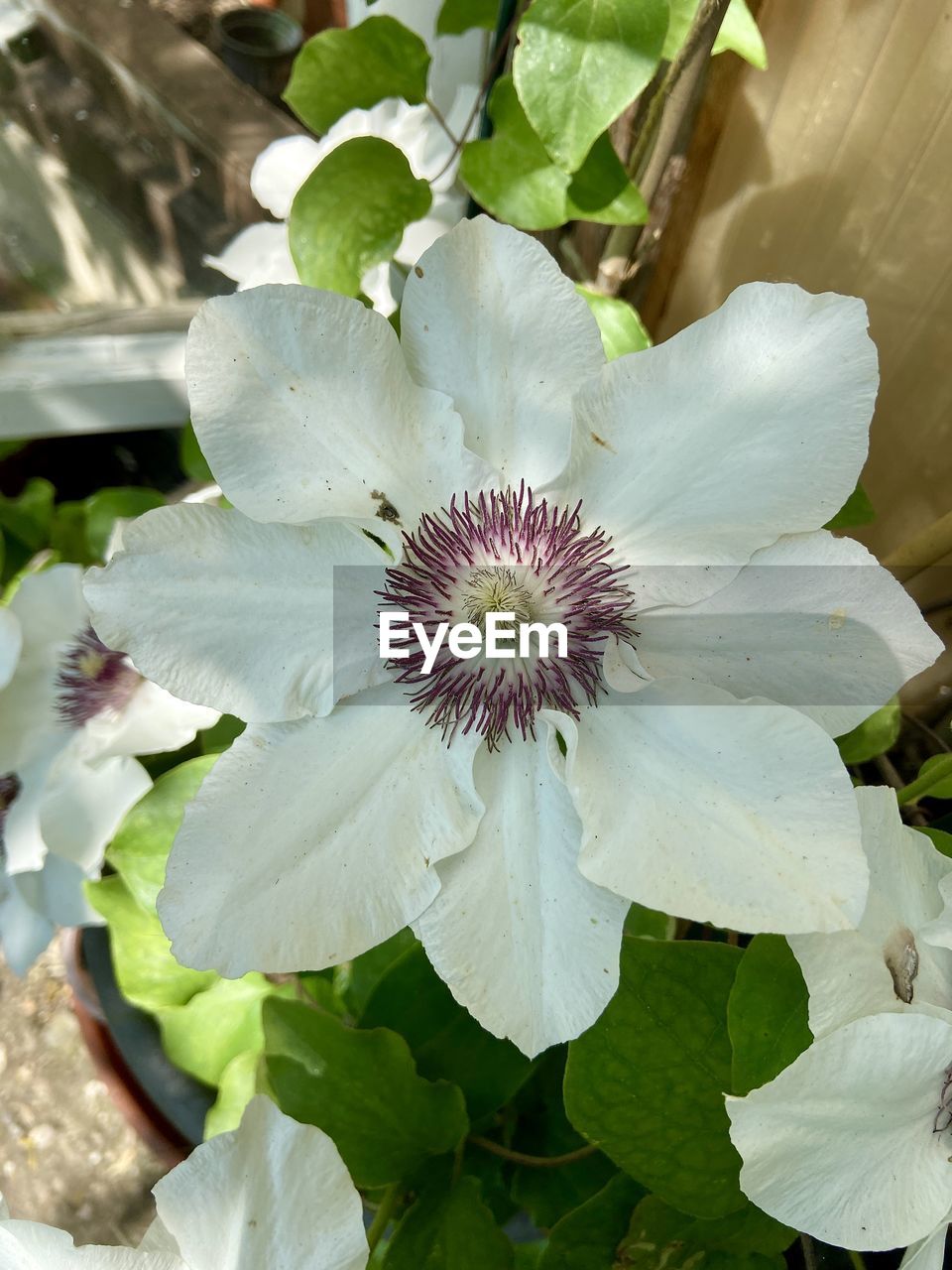 plant, flower, flowering plant, freshness, beauty in nature, growth, flower head, petal, inflorescence, close-up, fragility, leaf, plant part, nature, pollen, white, no people, blossom, botany, springtime, green, outdoors, day, stamen, focus on foreground