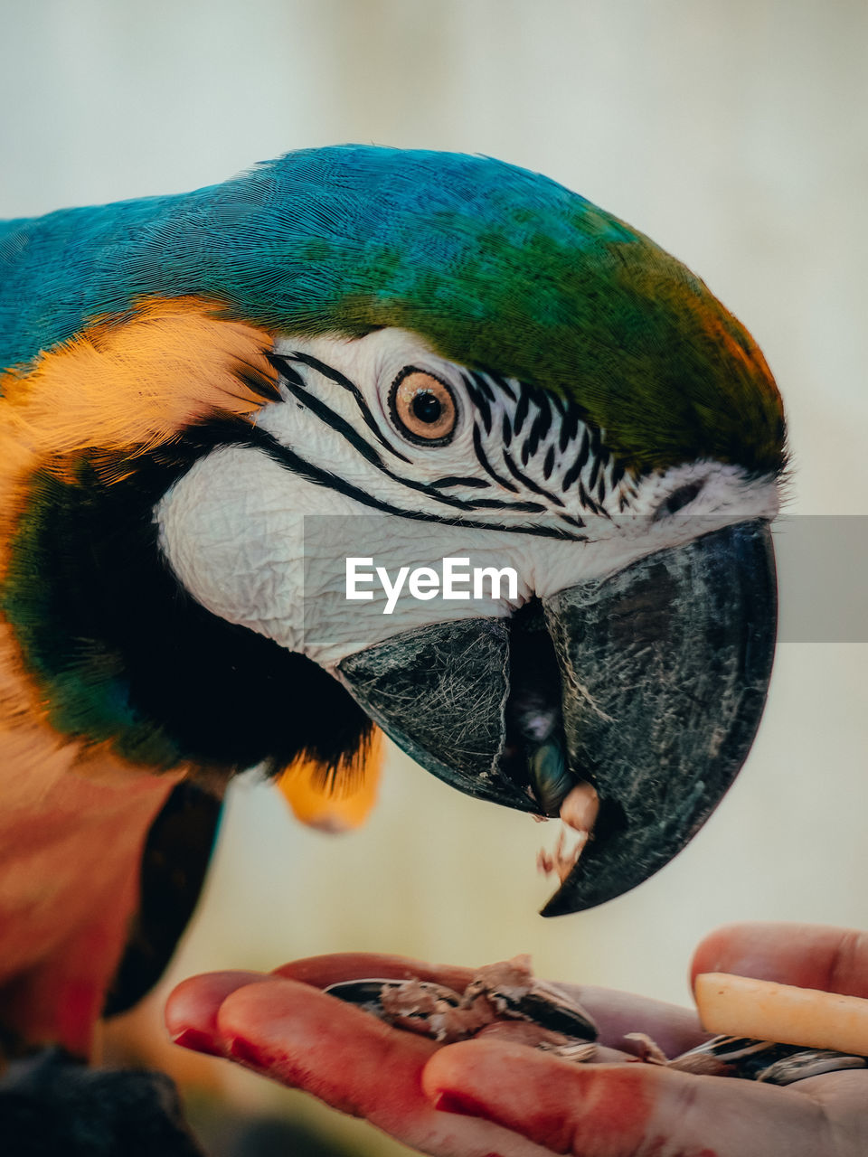 Close-up of a bird