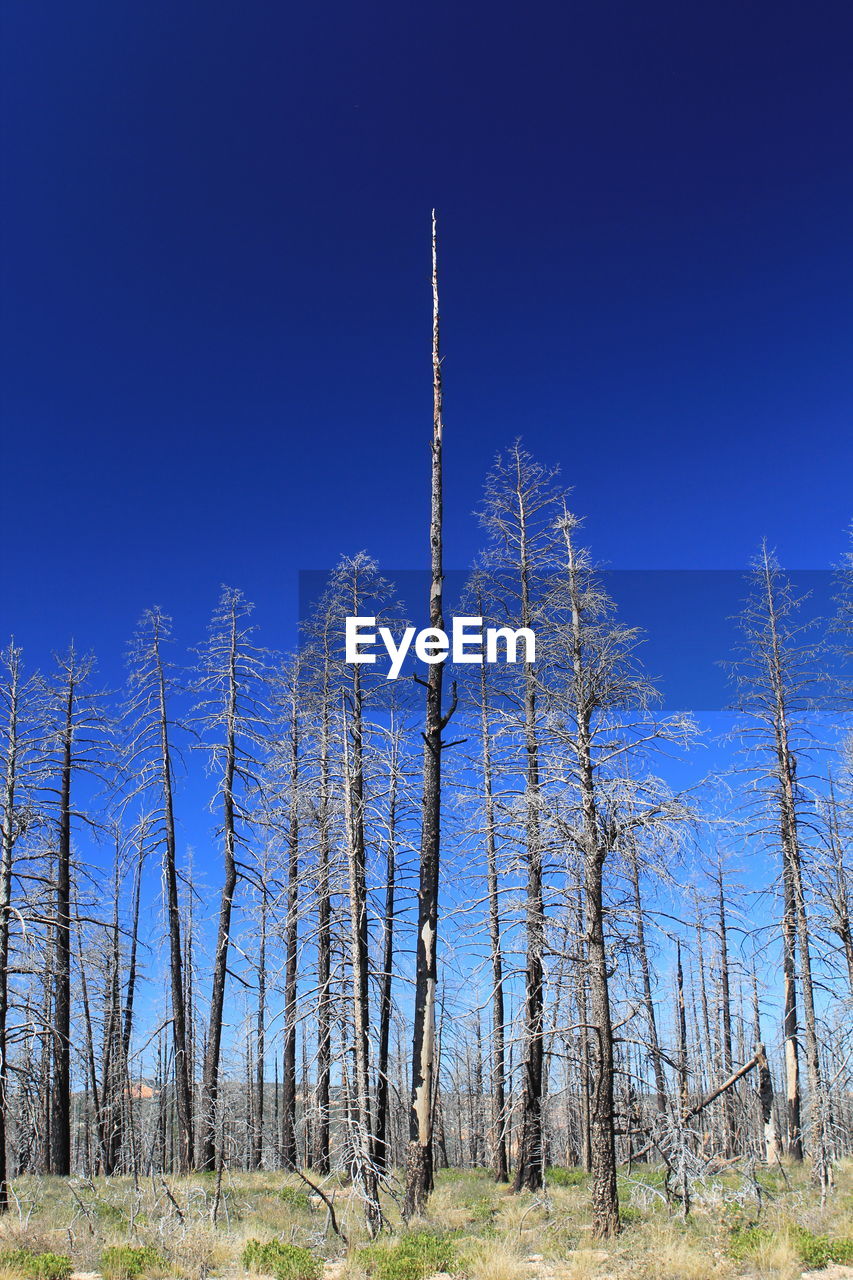 Low angle view of trees against cloudy sky