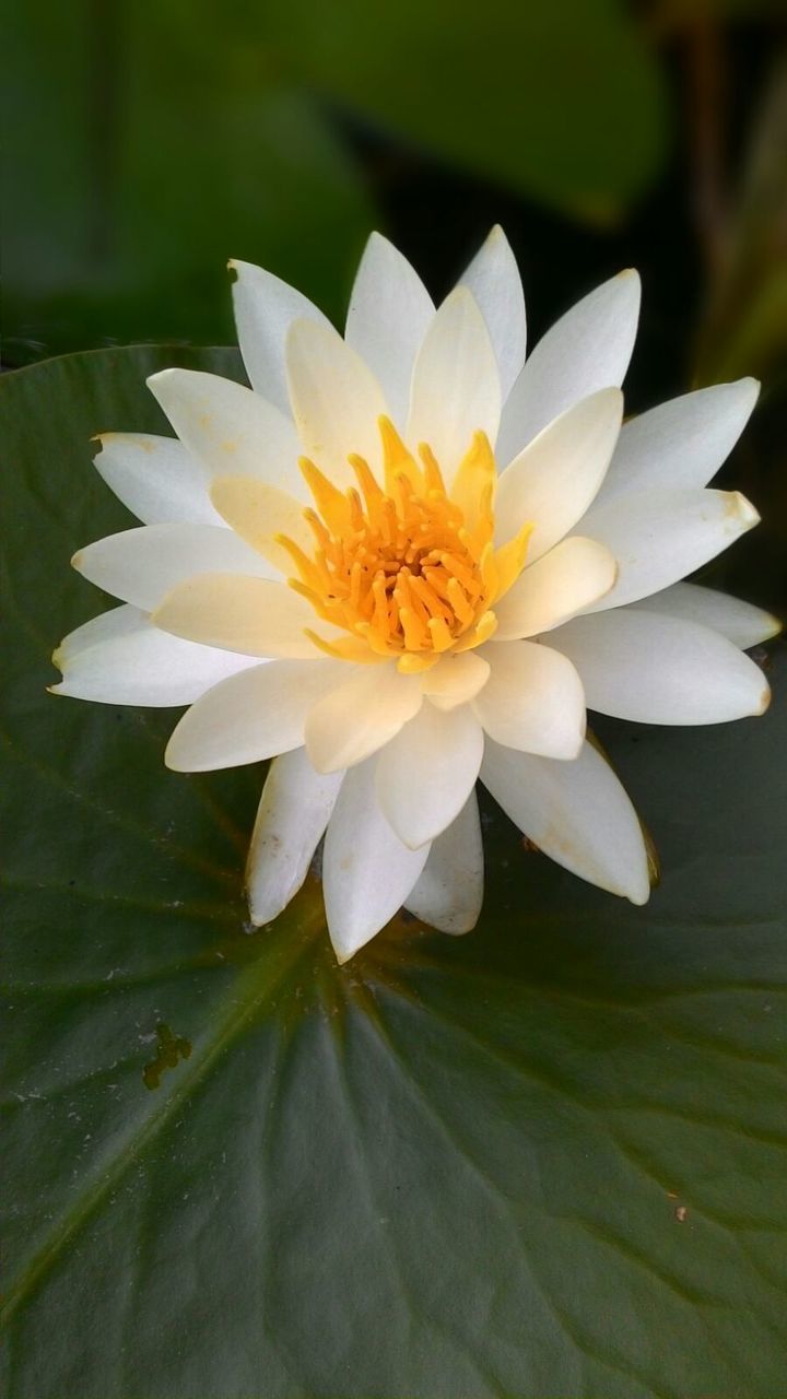 CLOSE-UP OF WHITE FLOWERS BLOOMING