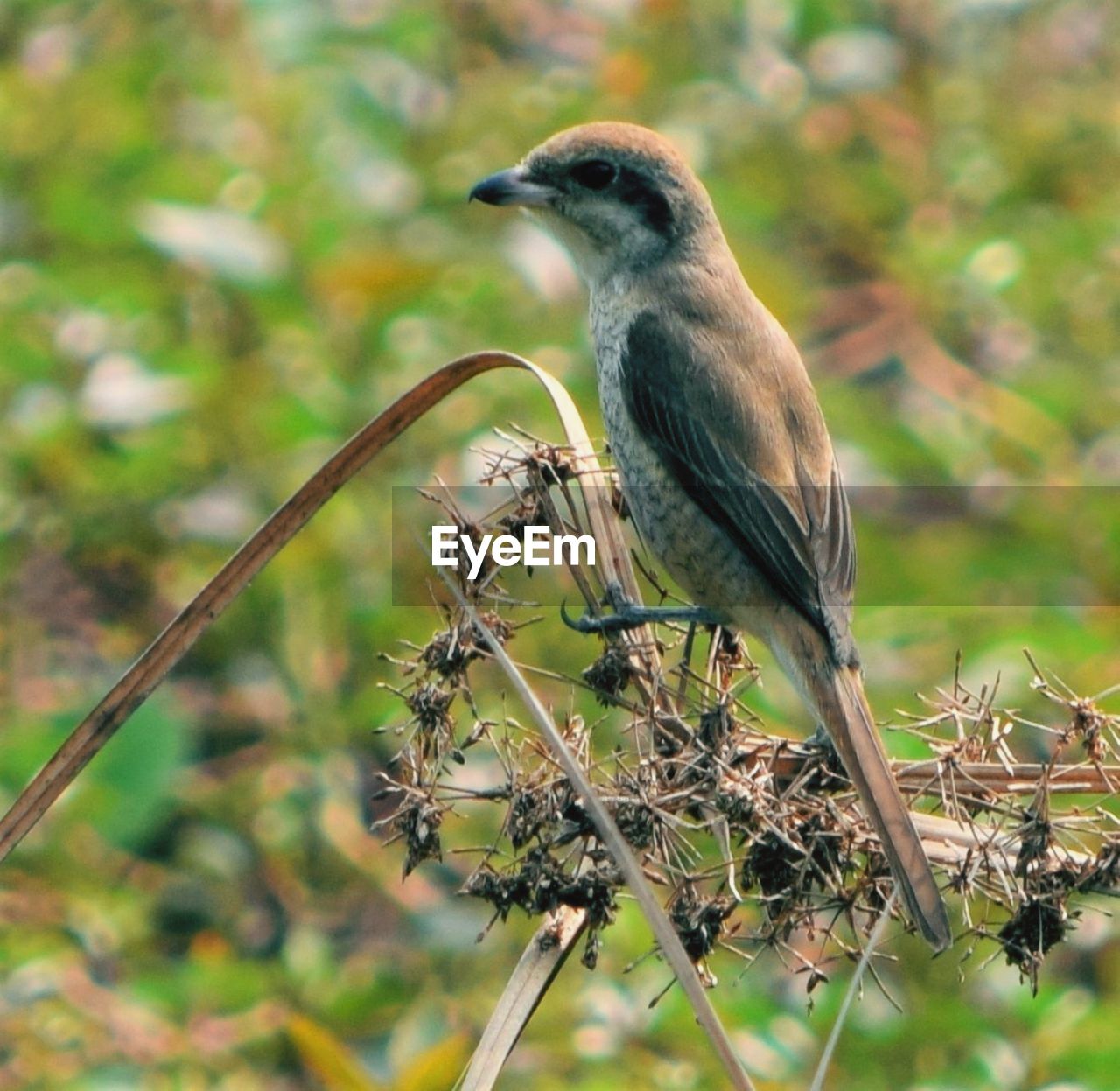 Brown Shrike Nature Photography Nature Bird Photography Birds West Bengal Nature Nature_collection Shrike Birds Brown Shrike Birds Of India