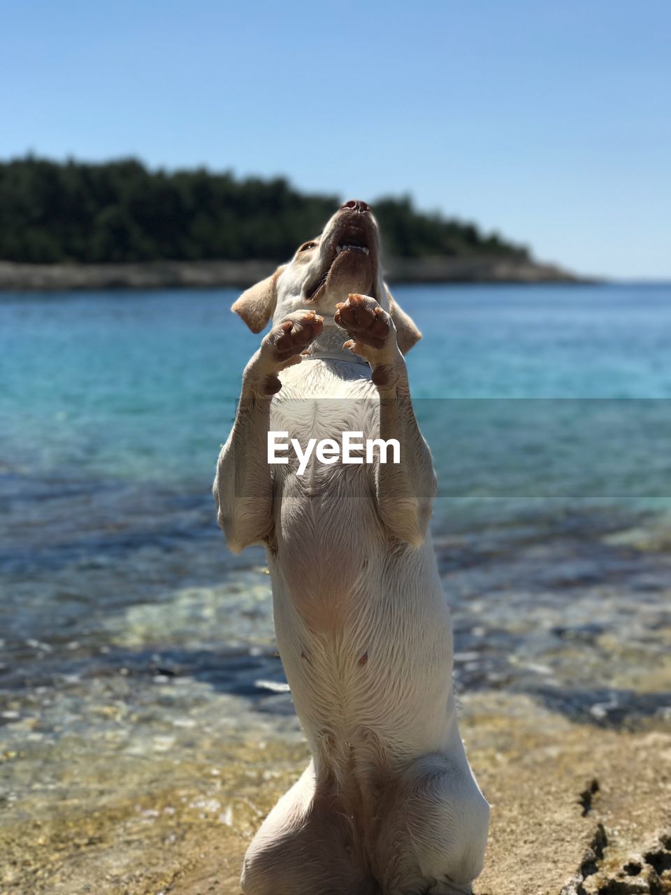 CLOSE-UP OF DOG AT BEACH
