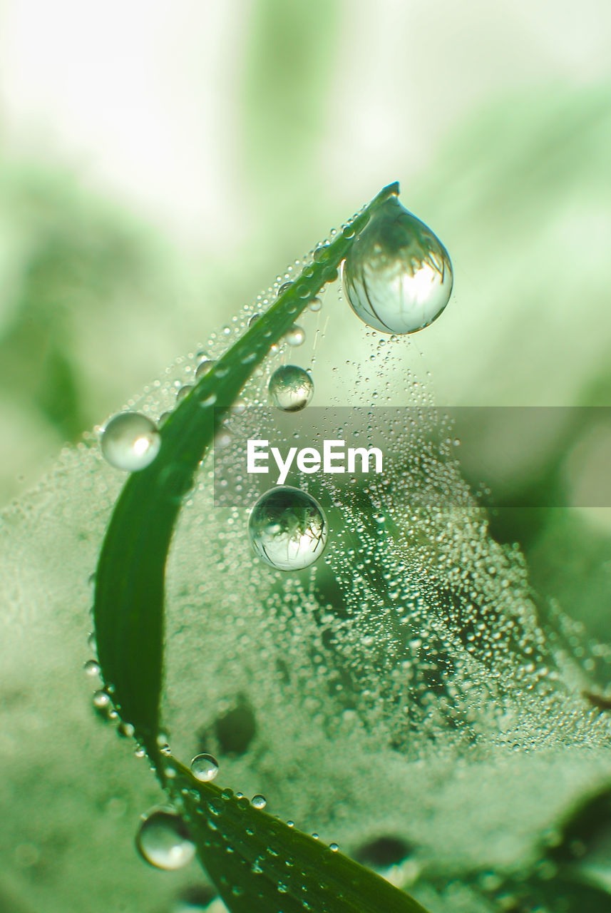 Close-up of raindrops on leaf