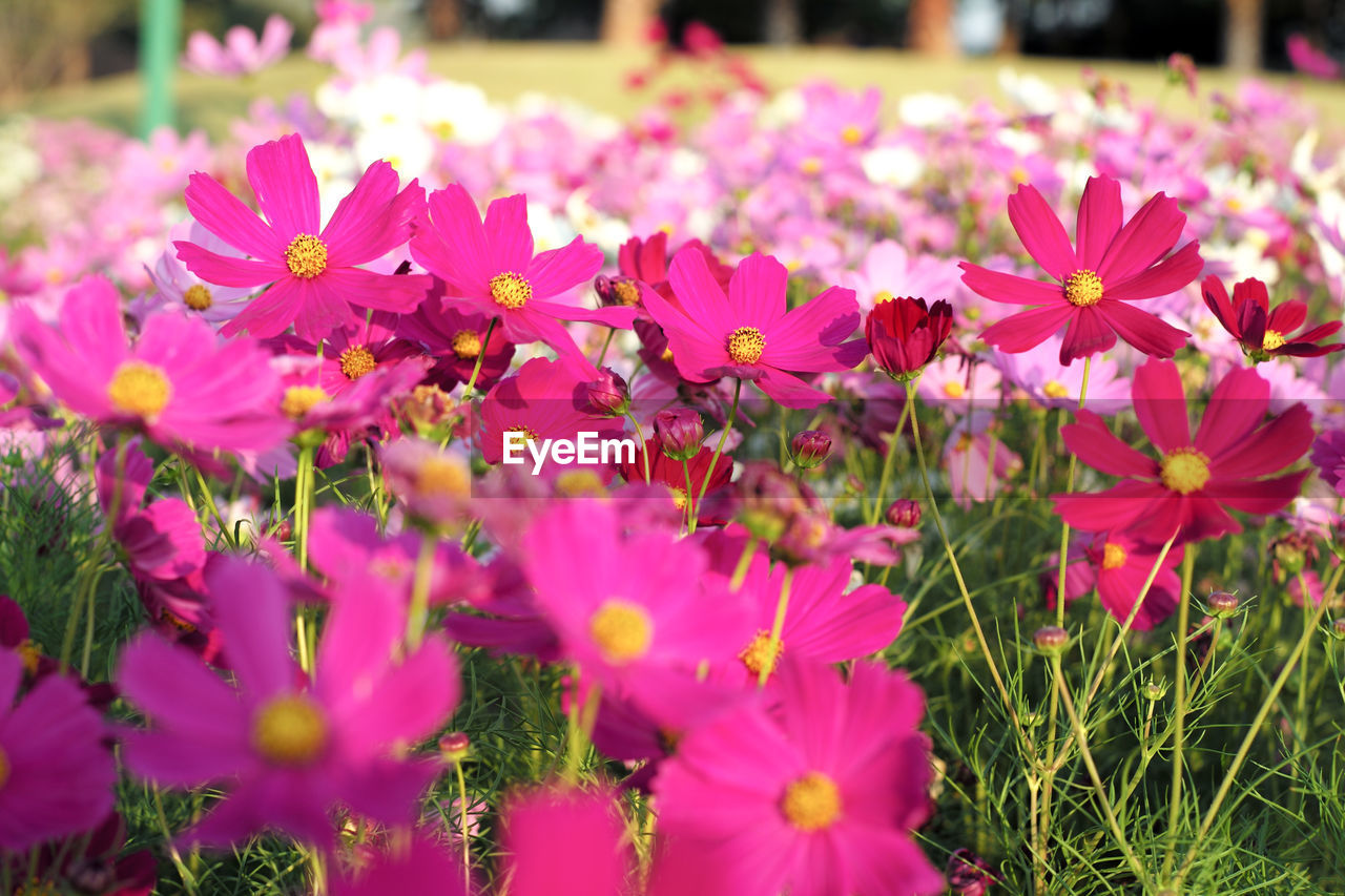 Selective focus on crowd of colorful daisy flowers in the field