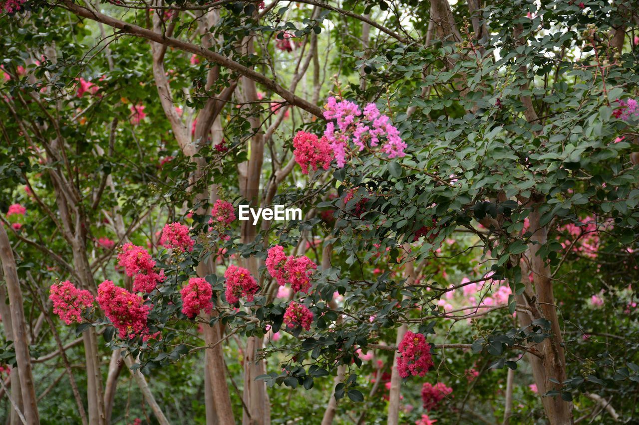 Pink flowering plants in garden