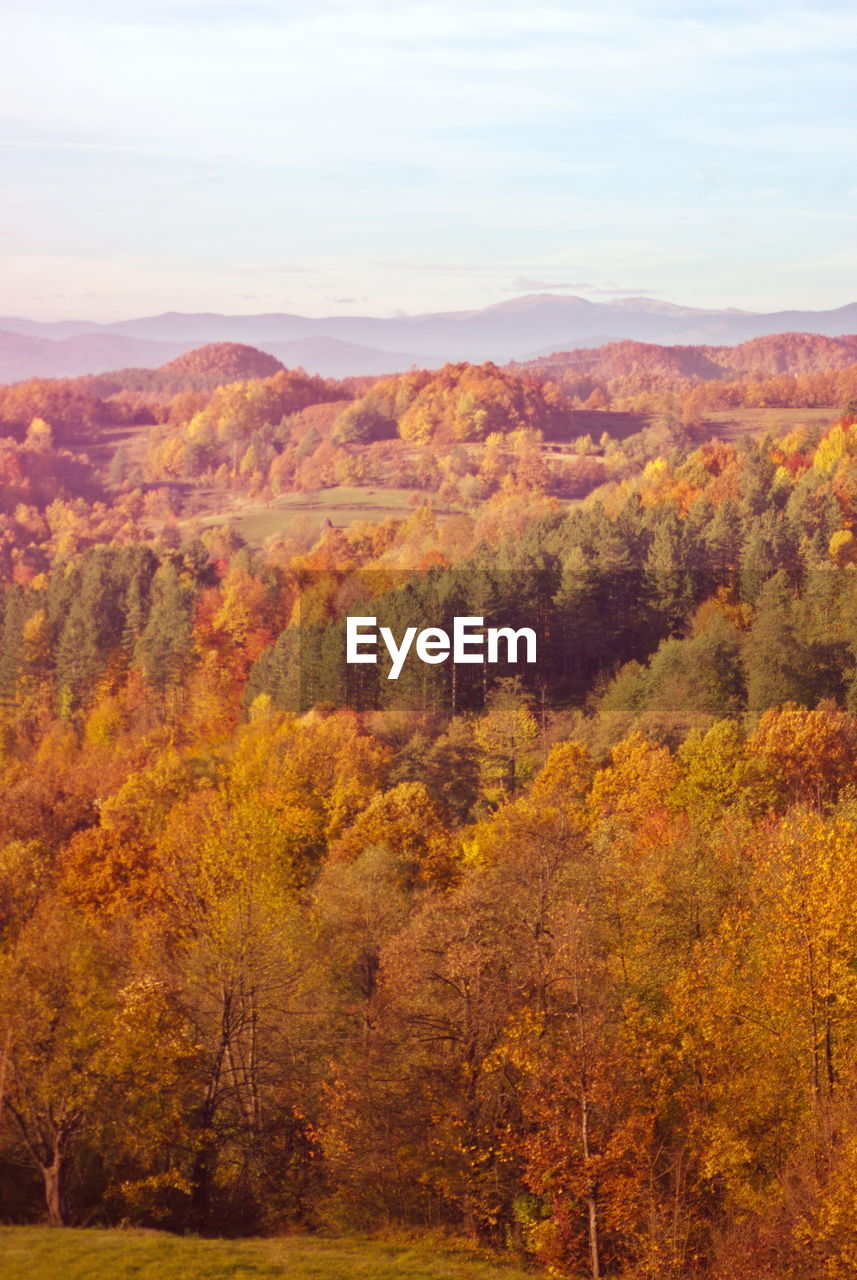 SCENIC VIEW OF TREES DURING AUTUMN