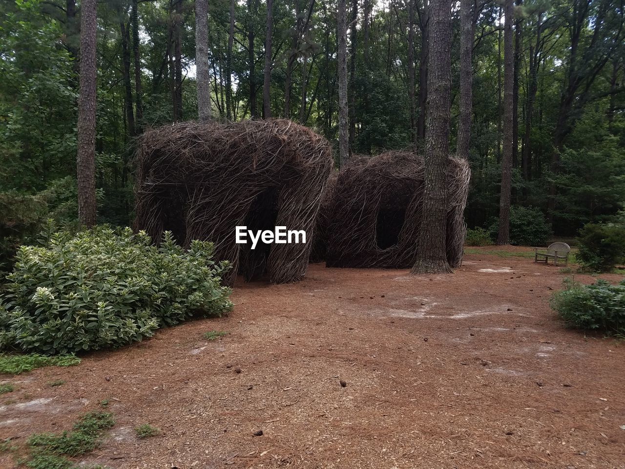 Trees in forest