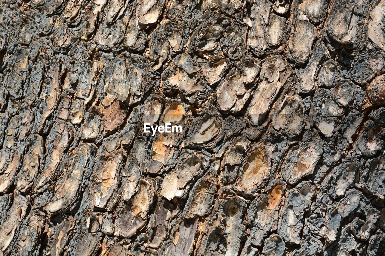 CLOSE-UP OF TREE TRUNK ON ROCK