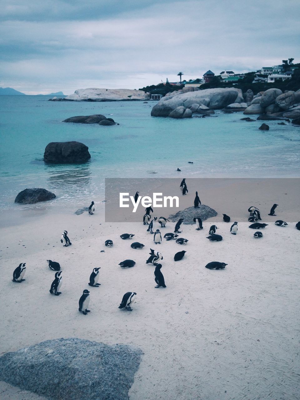 High angle view of penguins perching at beach