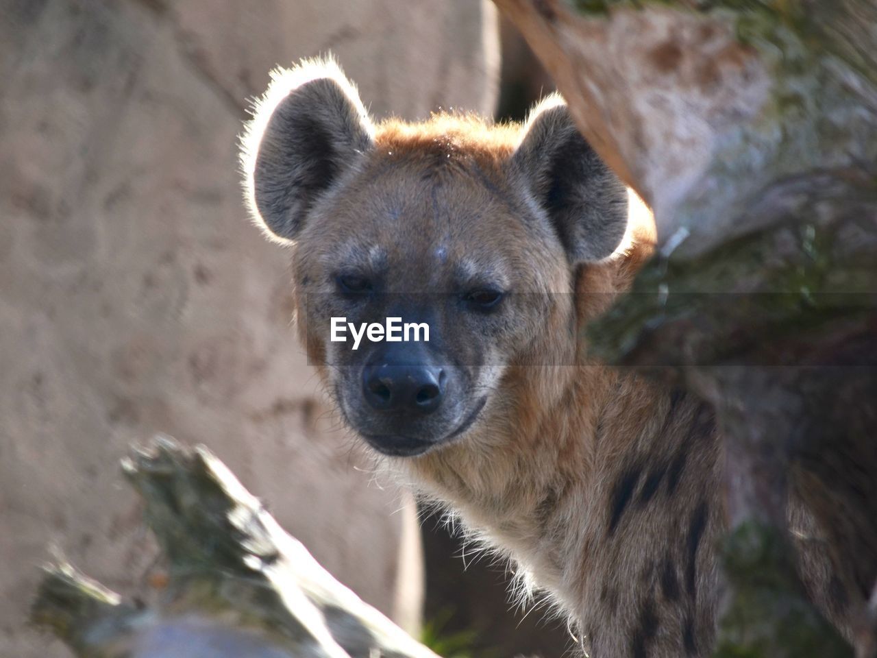 CLOSE-UP PORTRAIT OF BROWN BEAR