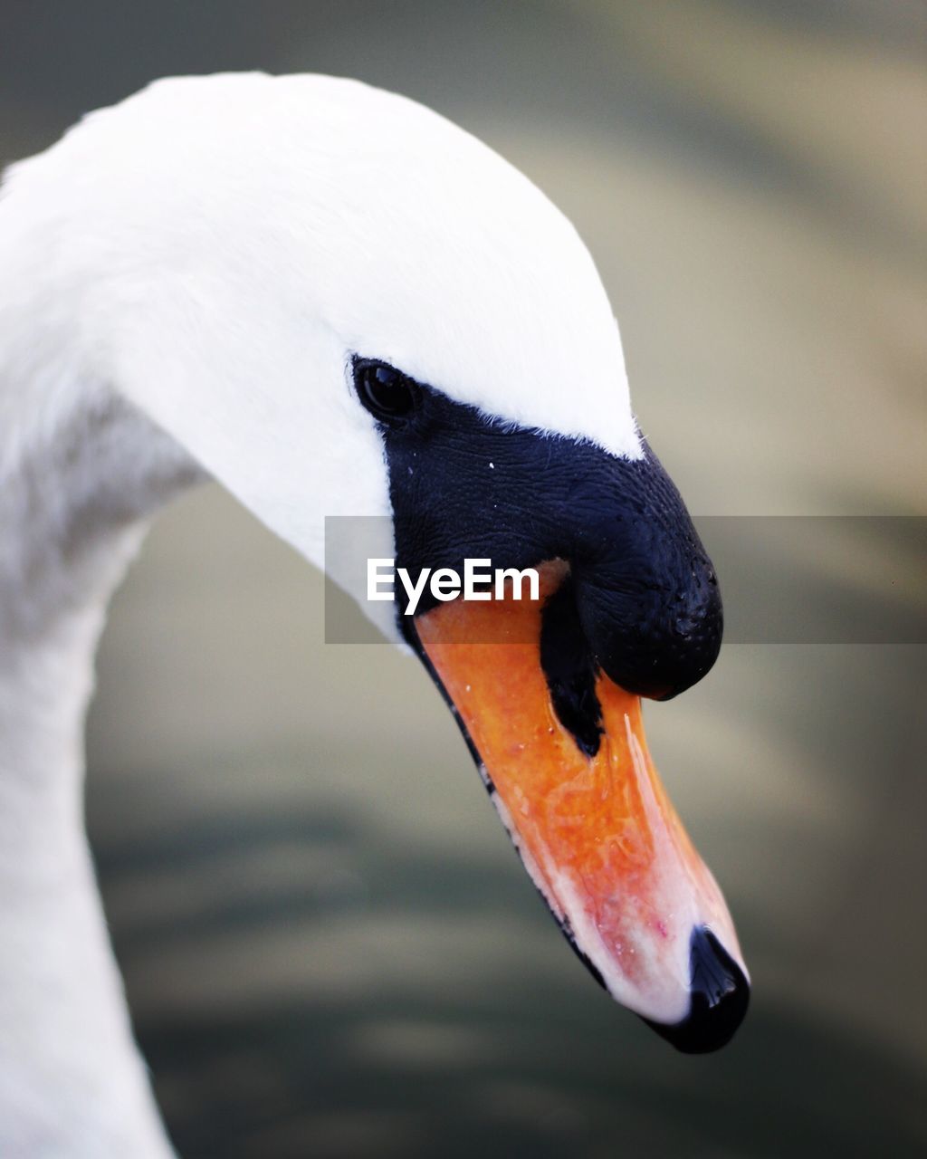 CLOSE-UP OF A SWAN IN WATER
